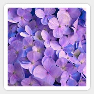 purple flowers Magnet